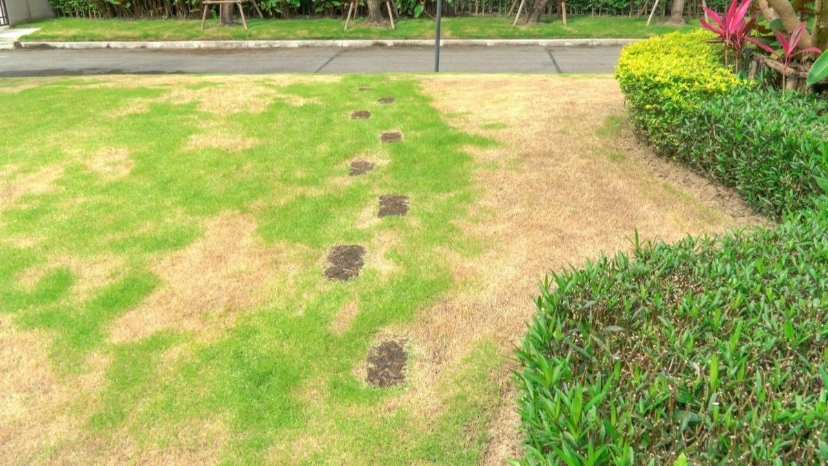 Découvrez les deux astuces pour enlever les taches brunes de votre pelouse en une semaine
