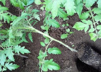 La nouvelle méthode pour avoir une récolte abondante de tomates