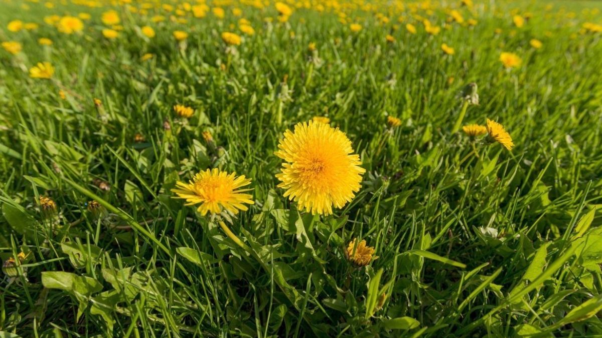 Les meilleures astuces pour éliminer les pissenlits de votre pelouse sans utiliser des produits chimiques