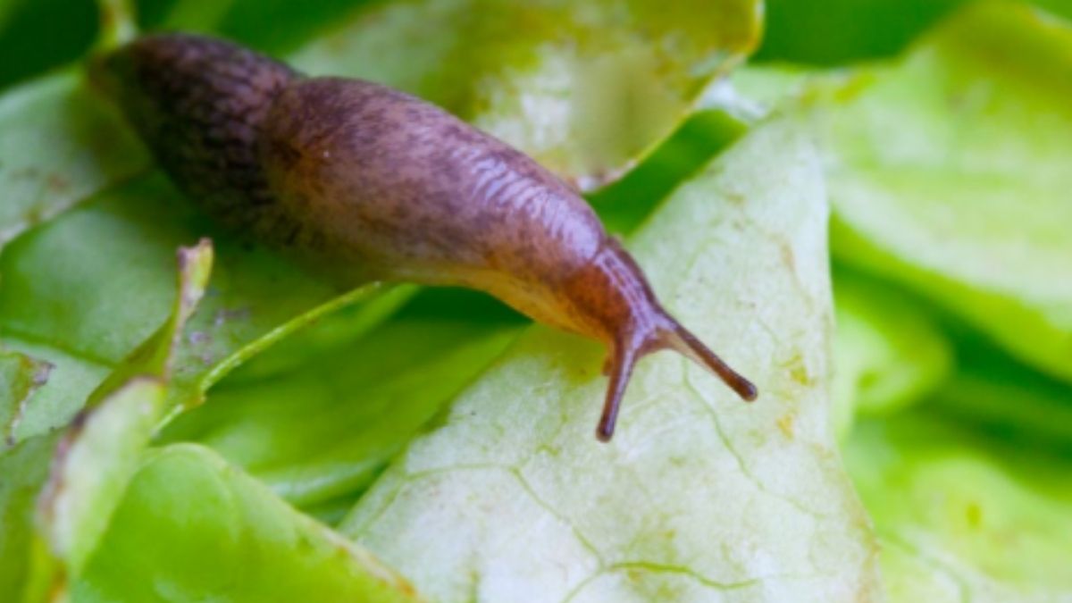 Pourquoi devriez-vous éviter de tuer les escargots et les limaces ?