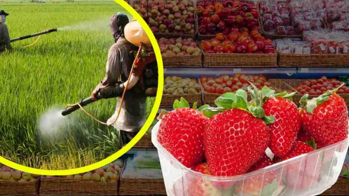 Présence de pesticides sur les fraises commercialisées