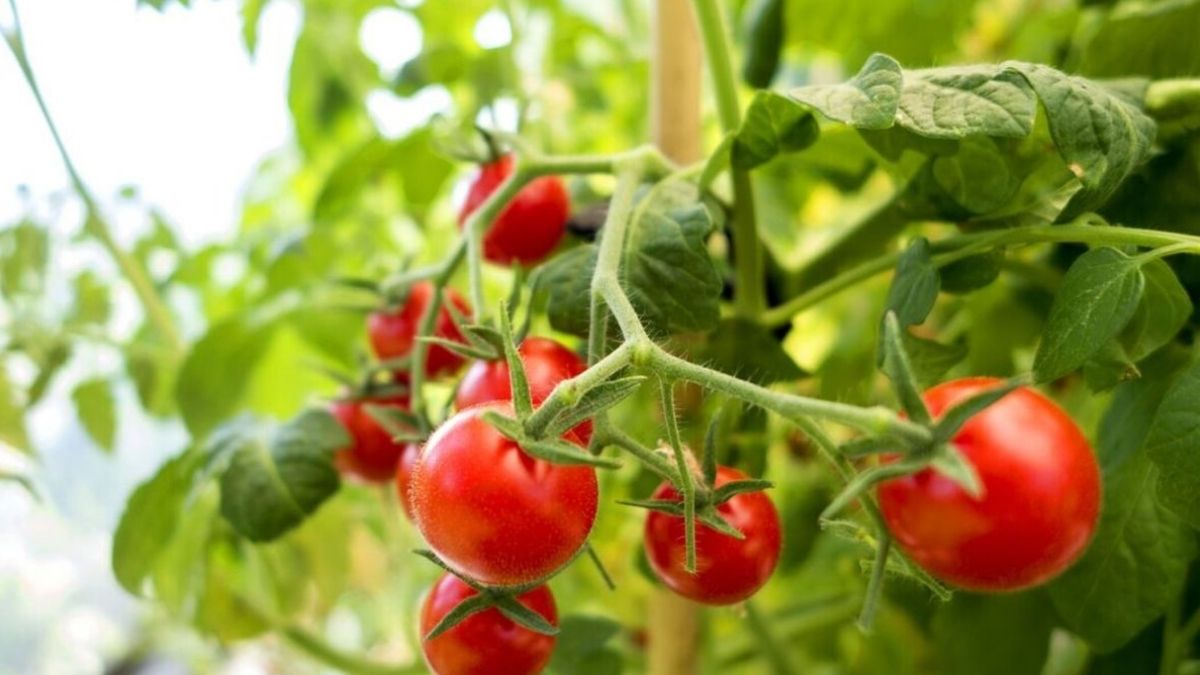 Production de tomates : comment les suralimenter et améliorer le rendement ?