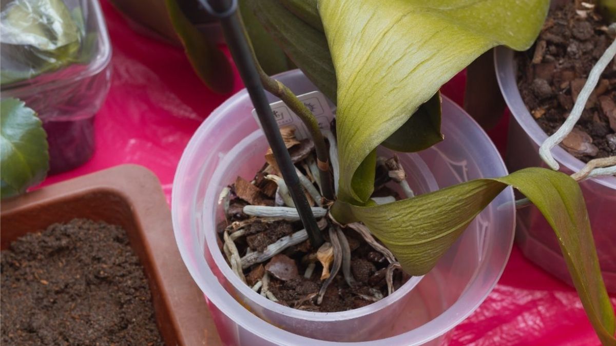 Quelles sont les erreurs à éviter pour empêcher votre orchidée de mourir ?