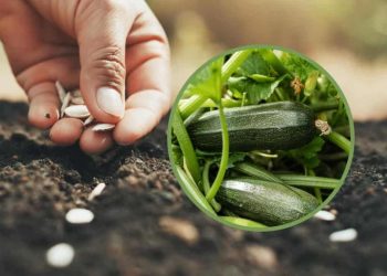 Quels légumes ne pas planter à coté des courgettes pour favoriser la récolte