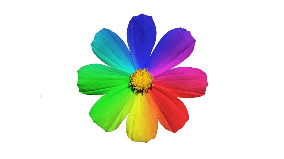 Signification des couleurs des fleurs