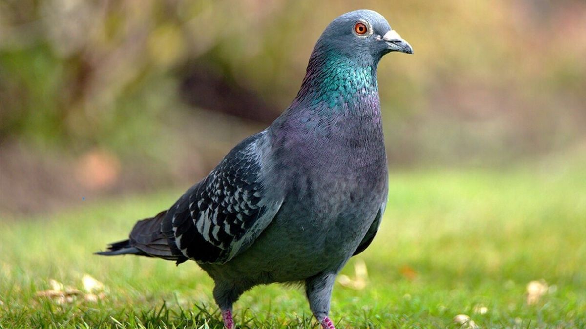 Voici 4 astuces pour bannir les pigeons de votre espace extérieur