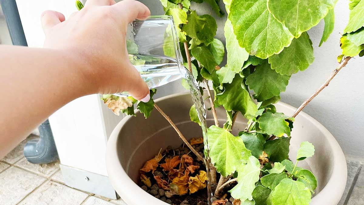 Voici comment arroser ses plantes avec du vinaigre