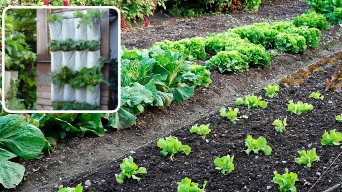 Voici comment créer un potager dans un petit jardin