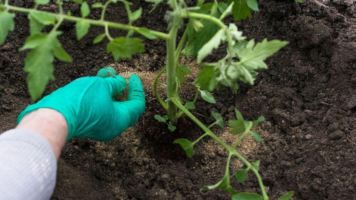 Voici comment réaliser un engrais naturel pour vos plantes  