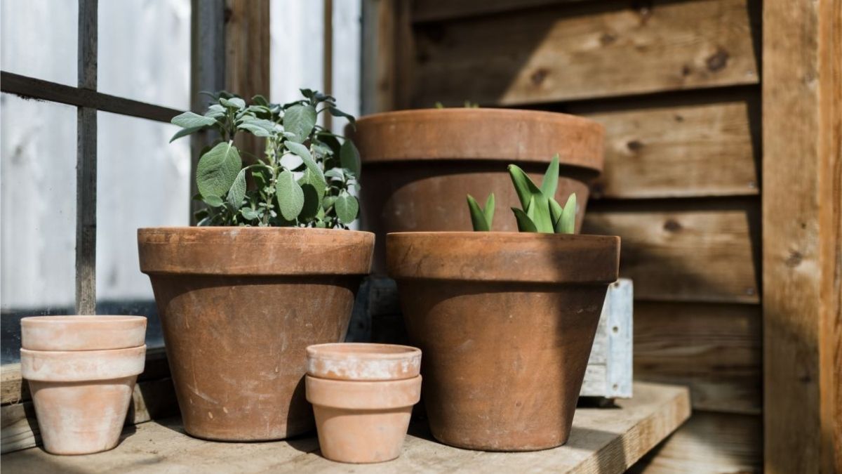 Voici l’astuce pour améliorer l’apparence de vos vases en argile et pour assainir vos plantes