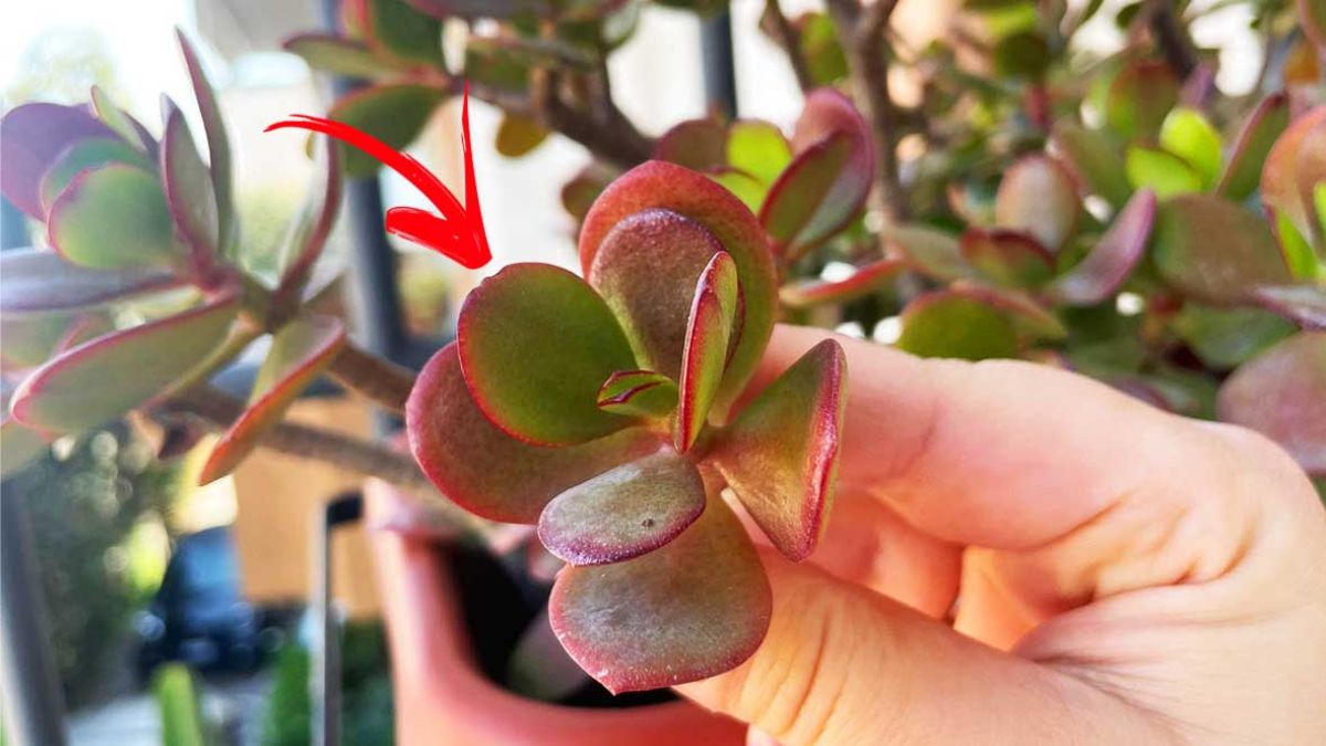 Voici pourquoi votre plante de jade devient-elle rouge