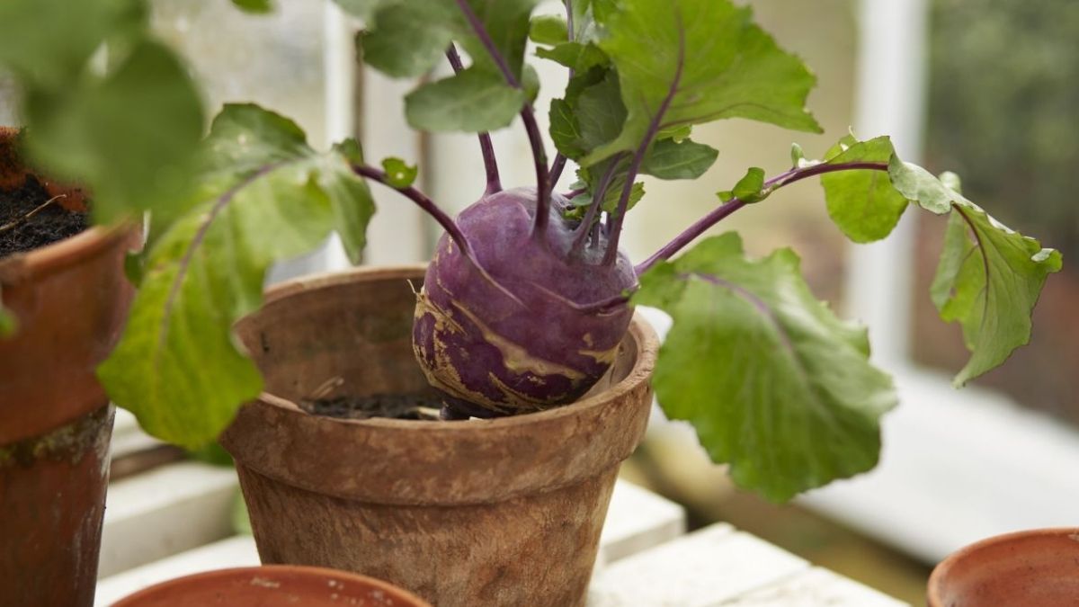 Voici trois légumes d’intérieur à cultiver tout au long de l’année