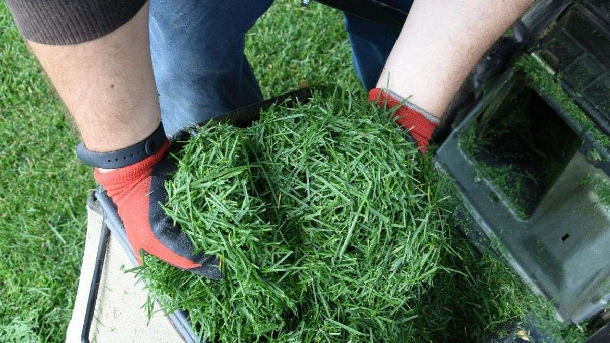 3 façons de réutiliser l’herbe coupée après la tonte