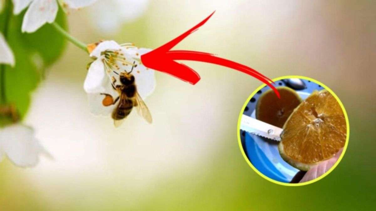 Astuces pour éloigner les abeilles et les guêpes