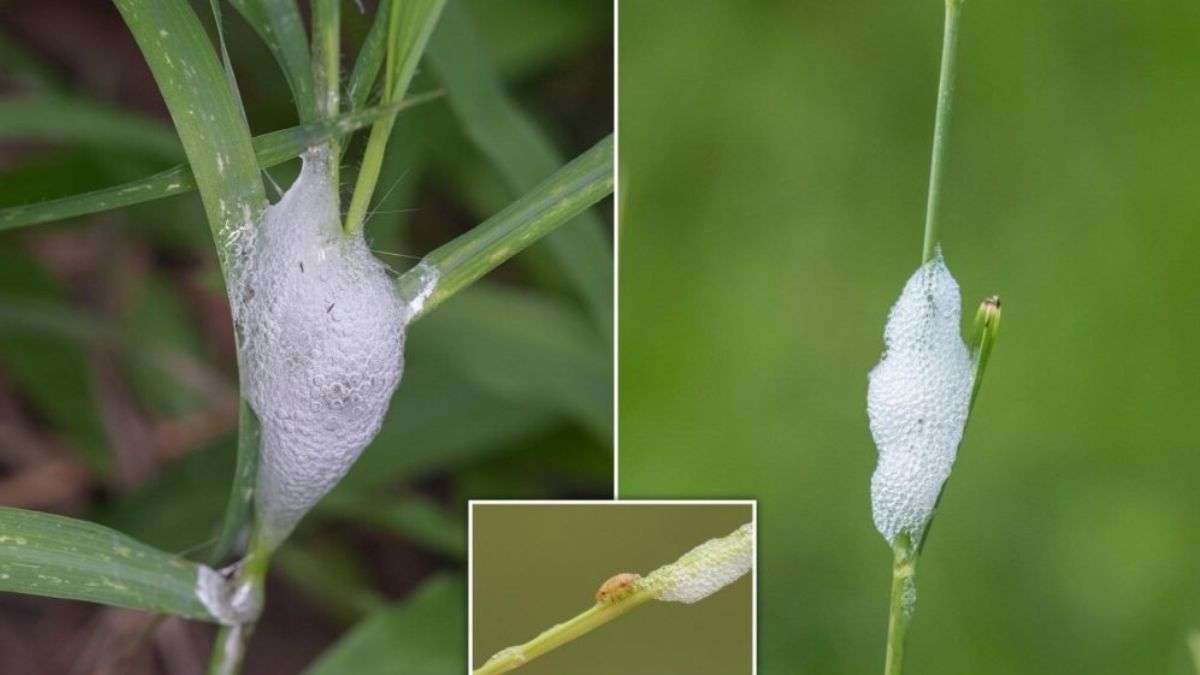 Cette mousse blanche sur les plantes peut entraîner leur mort