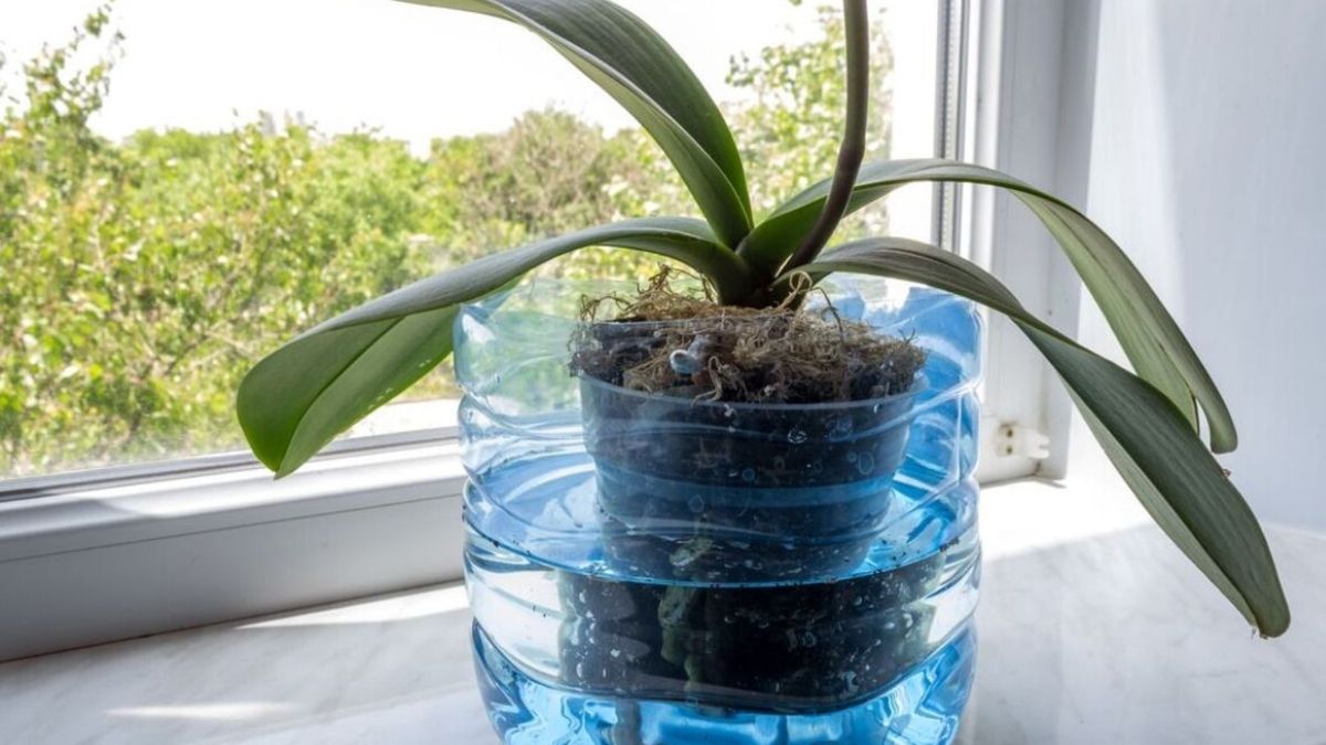 Comment bien arroser les orchidées pour les maintenir en vie ?