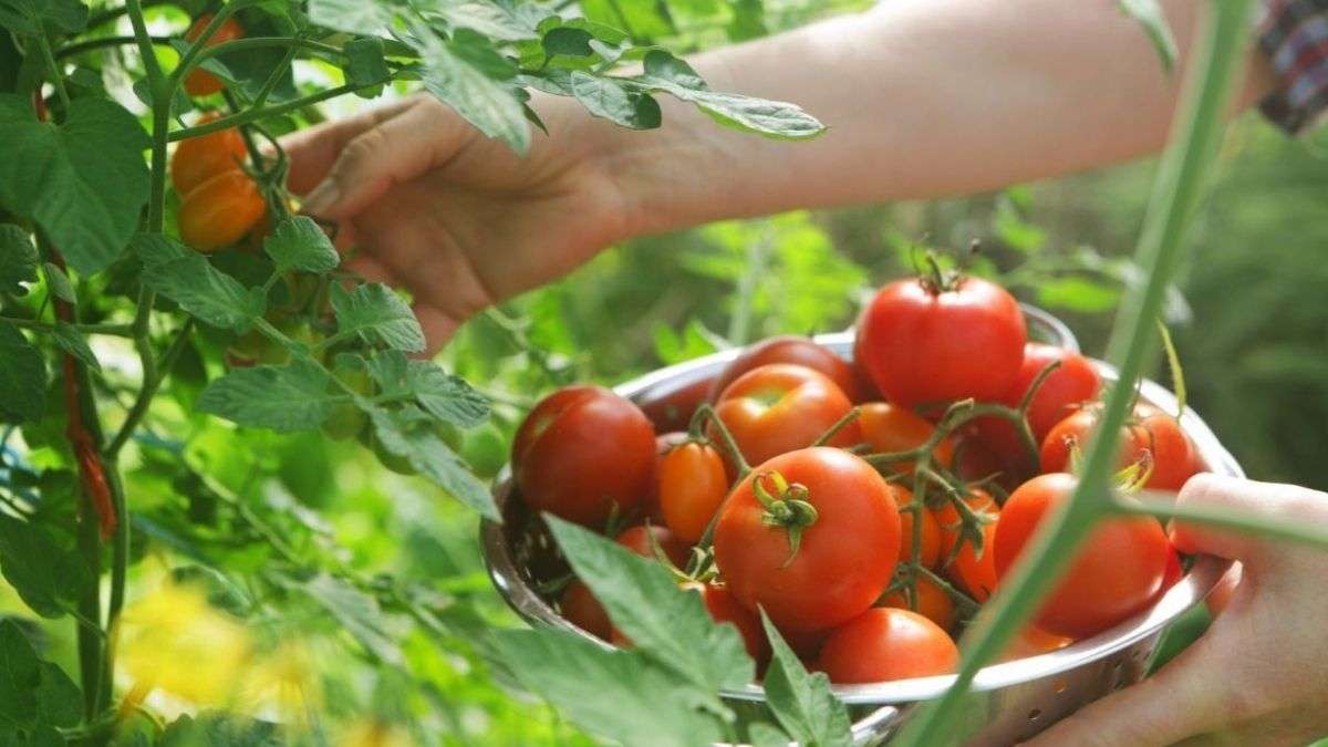 Comment booster le rendement des tomates et éloigner les parasites ?