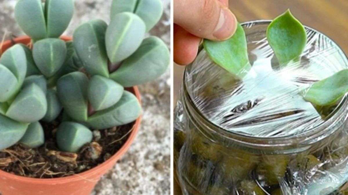 Comment bouturer les plantes succulentes à partir d’une simple feuille