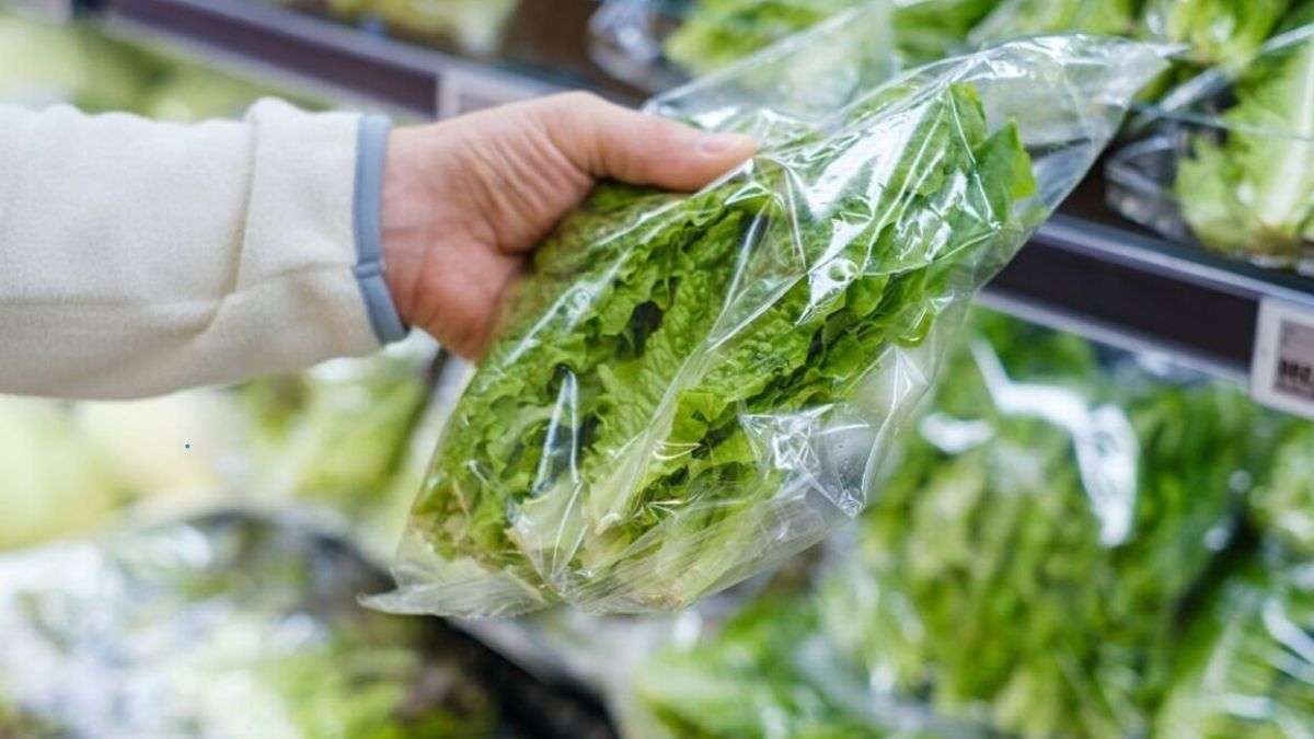 Comment conserver la laitue et les feuilles de salade pendant 14 jours ou plus ?
