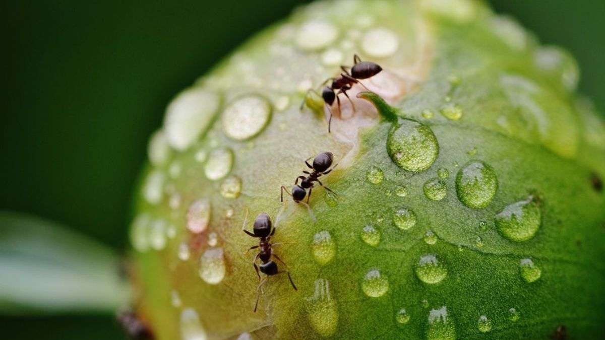 Comment empêcher les fourmis de manger vos plantes et vos fleurs ?