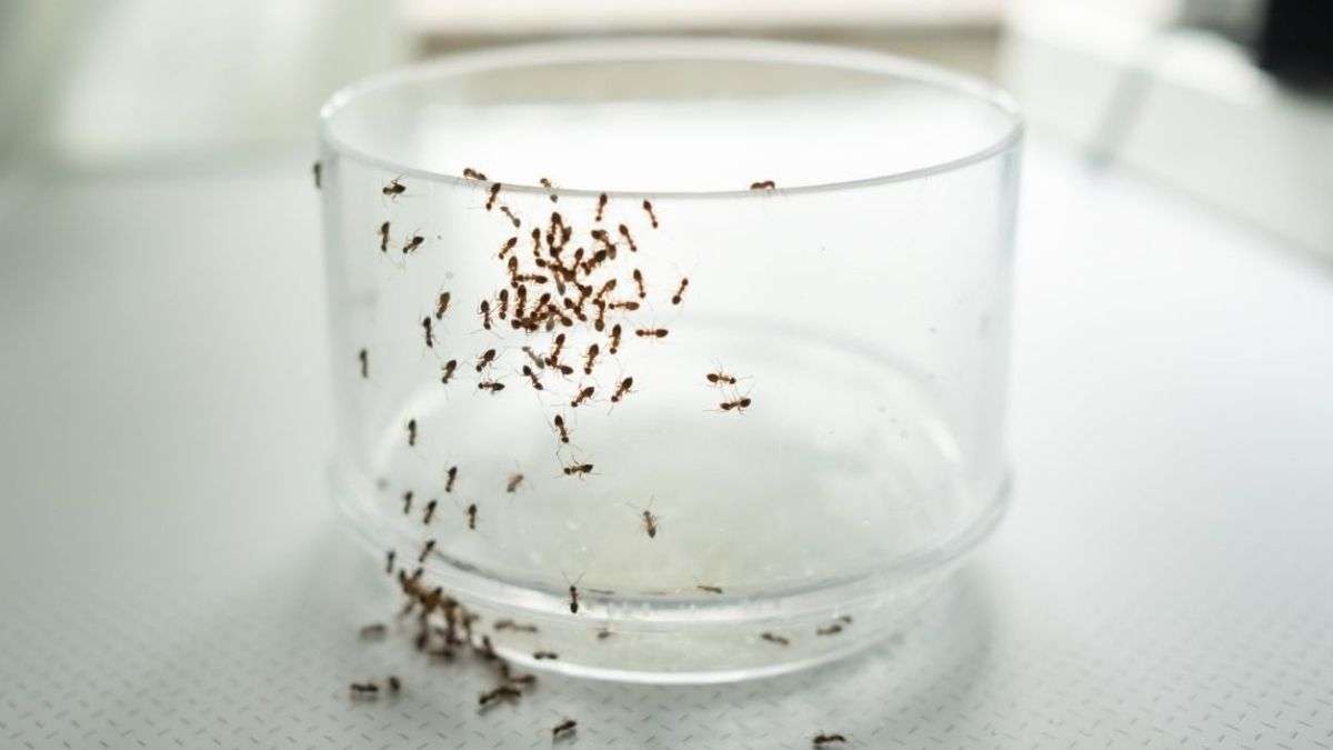Comment empêcher les fourmis d’entrer dans votre maison - elles détestent l’odeur