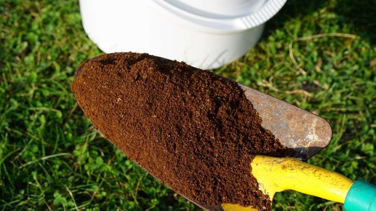Comment fertiliser votre pelouse avec du marc de café ?