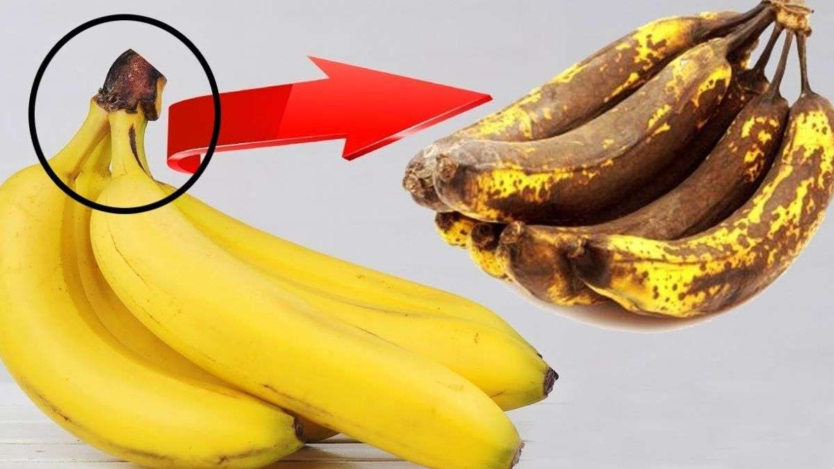 conserver les bananes fraiches