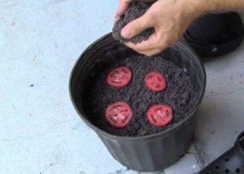 coupez une tomate en tranches et enterrez les dans un pot