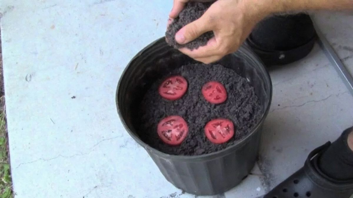 coupez une tomate en tranches et enterrez les dans un pot