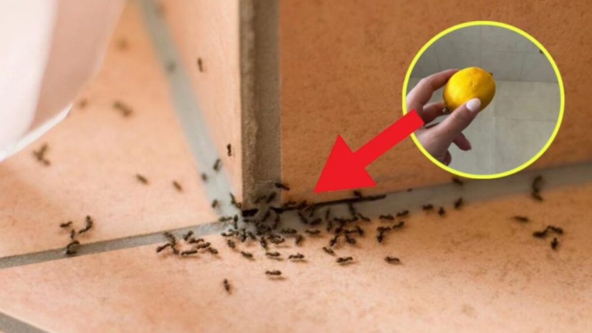 débarrasser des fourmis à la maison