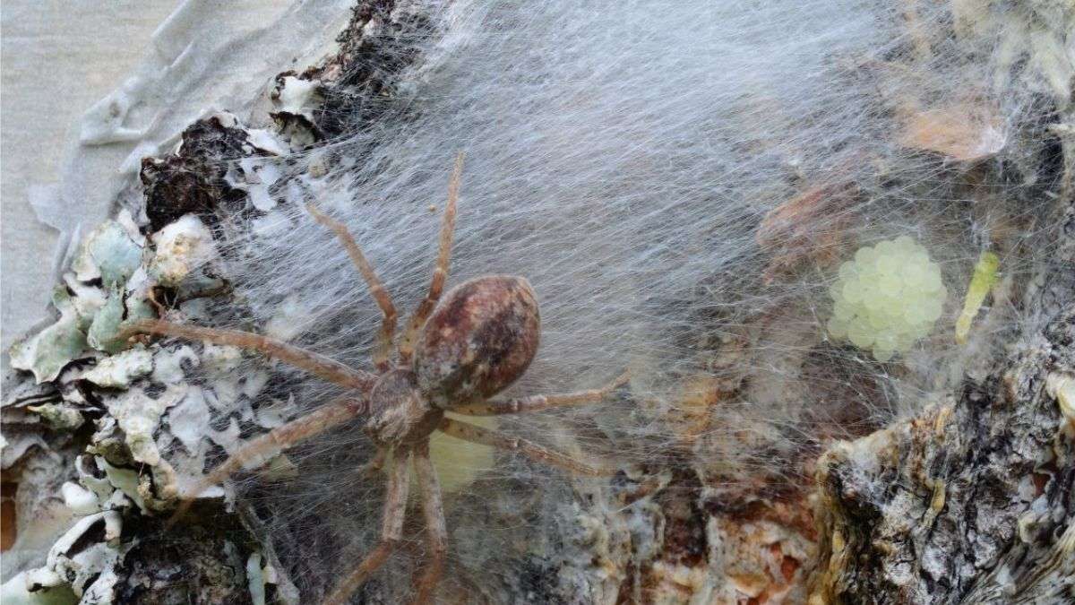 Découvrez comment se débarrasser des araignées dans une maison