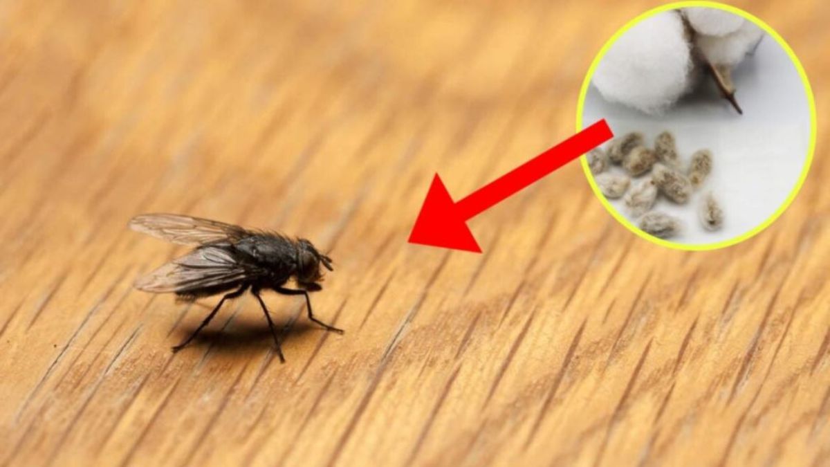 Comment éloigner les mouches avec une boule de coton : la méthode
