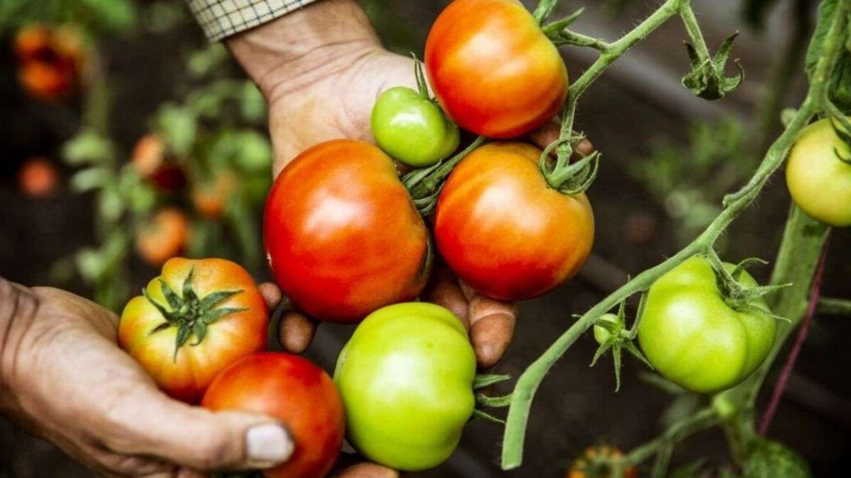 L'aspirine, pour augmenter le rendement des plants de tomates – un expert explique comment ça marche