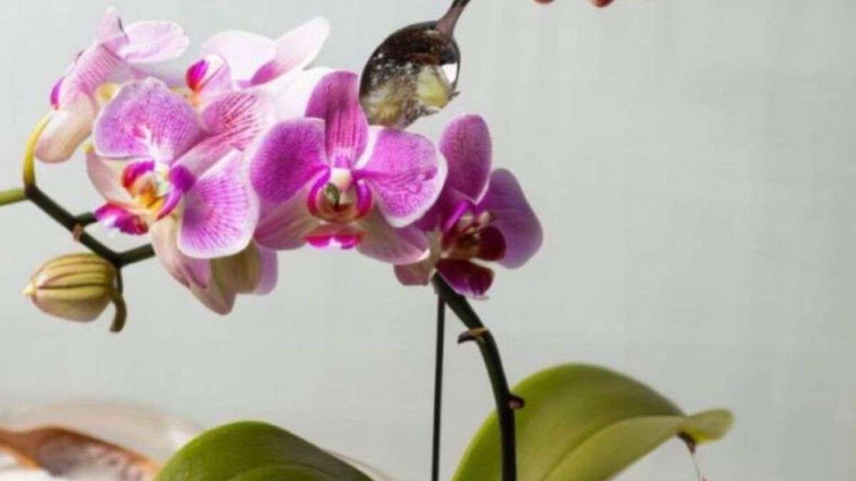 Le secret pour faire refleurir une orchidée