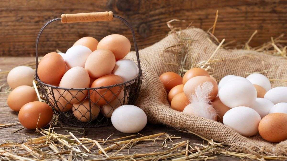 Œuf blanc ou œuf normal