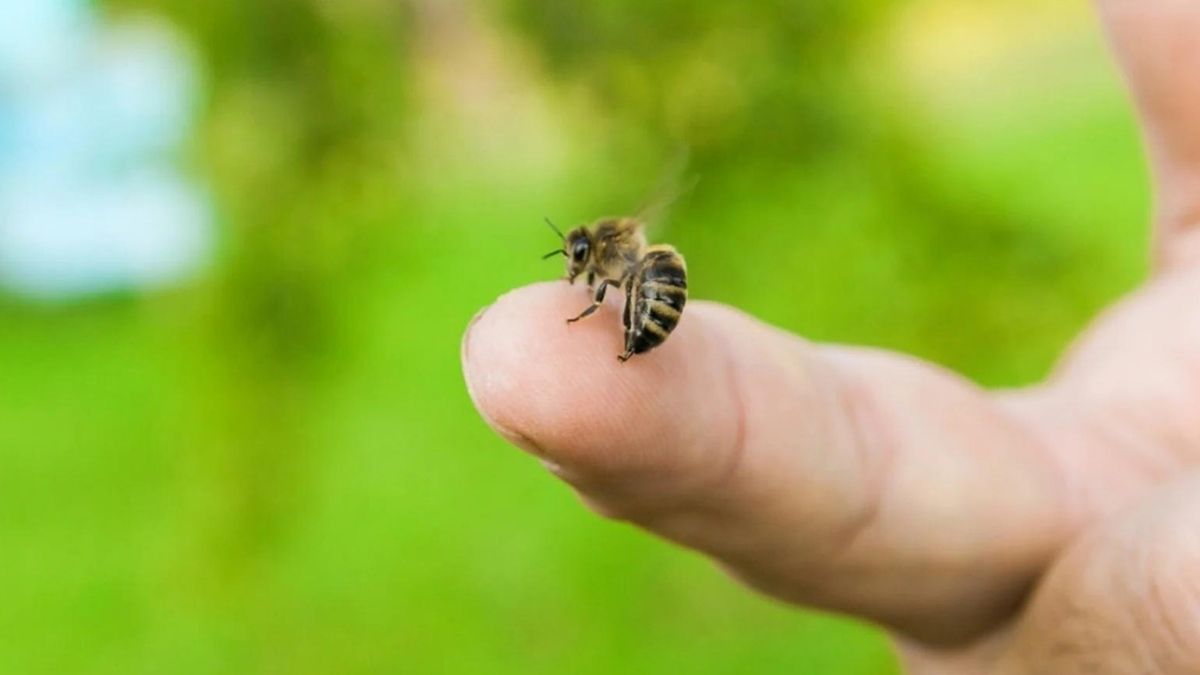 Piqûres d’abeilles : comment se soigner chez soi avec des remèdes maison ?