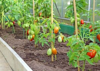 Pourquoi est-il fortement déconseillé de planter les oignons et les tomates ensemble