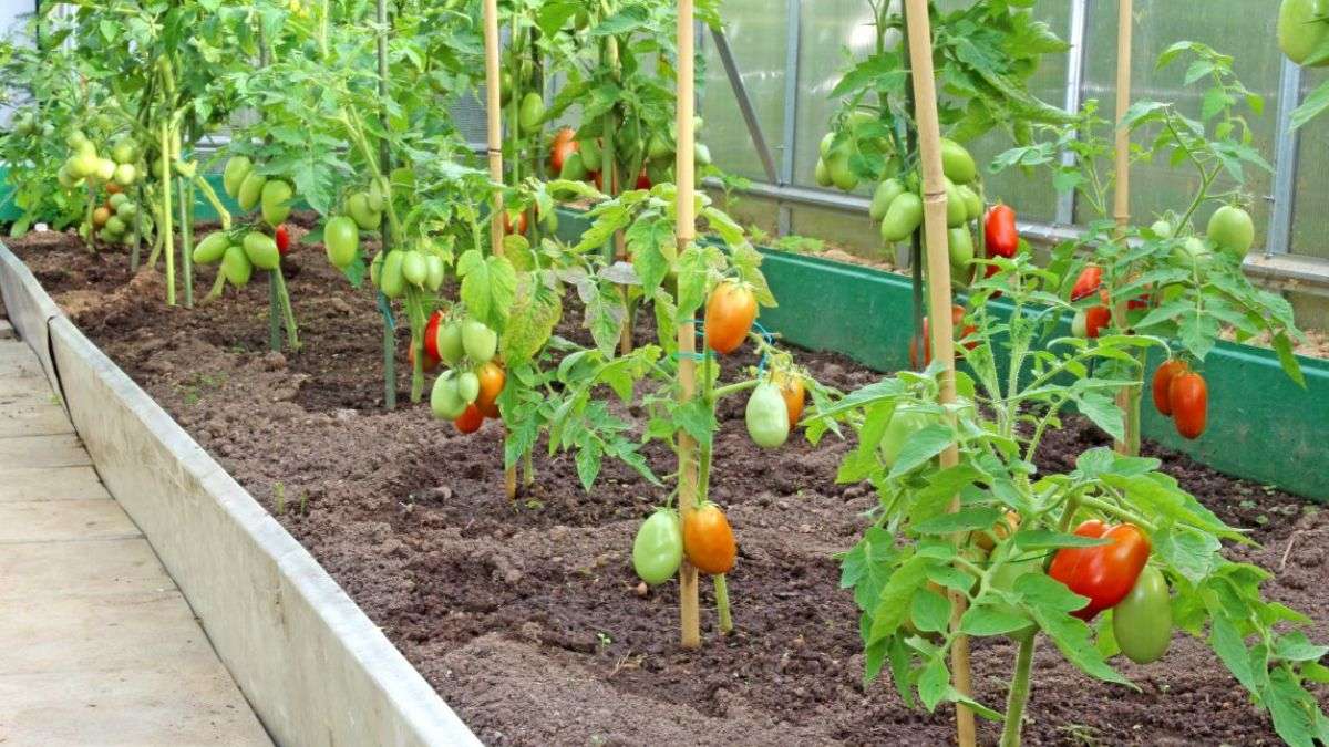 Pourquoi est-il fortement déconseillé de planter les oignons et les tomates ensemble