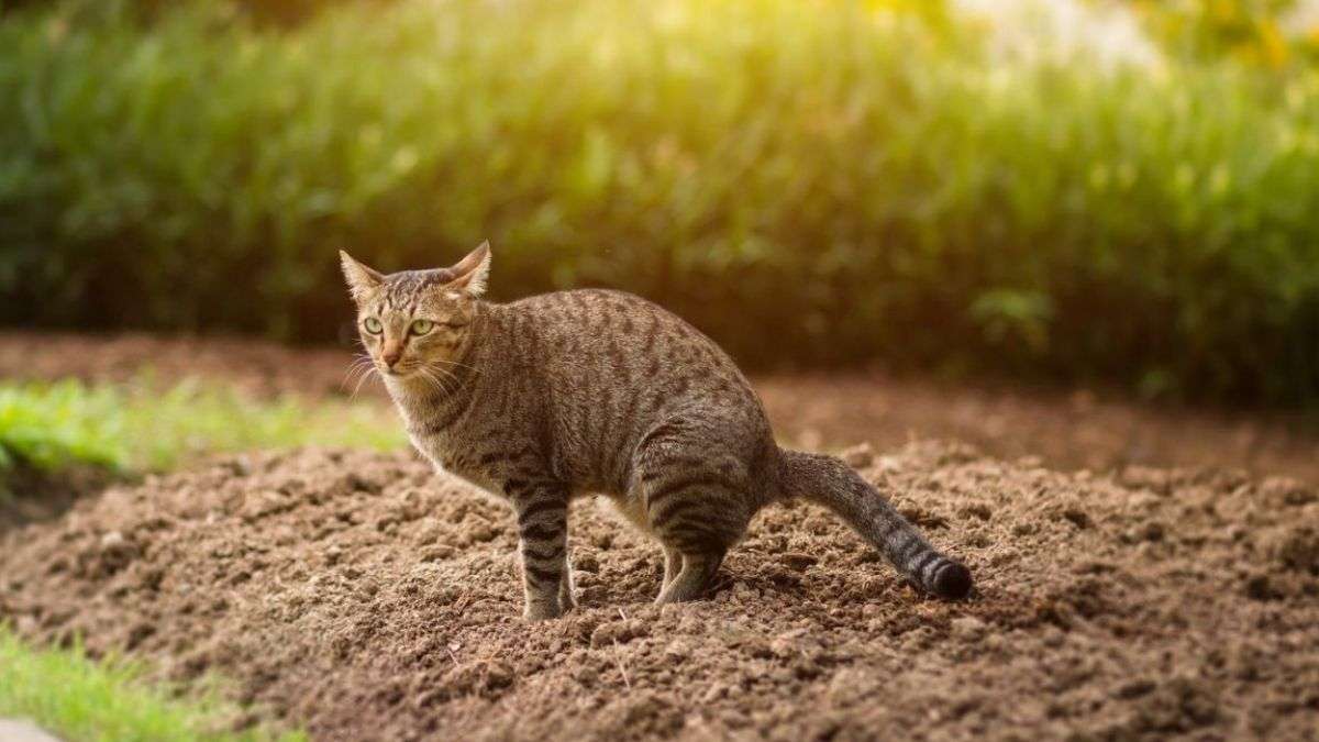 Quelles plantes empêchent les chats de faire leurs besoins dans le jardin ?