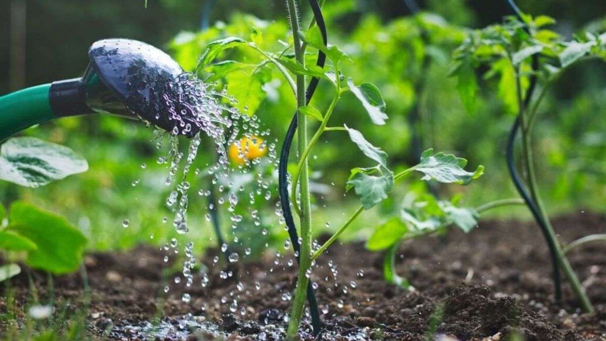 Un expert en jardinage explique comment arroser correctement les plants de tomates pour éviter de graves conséquences