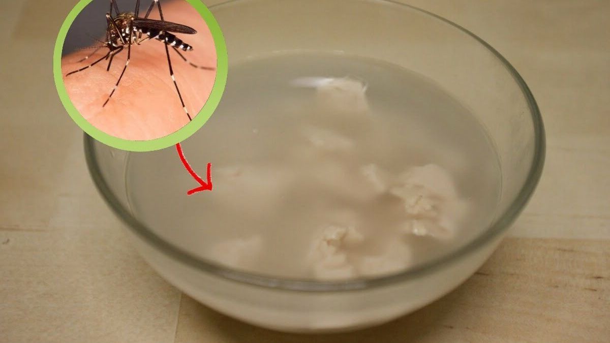 Voici comment fabriquer le meilleur piège à moustique totalement naturel