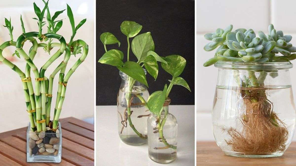 17 plantes que vous pouvez conserver facilement dans des vases remplis d'eau