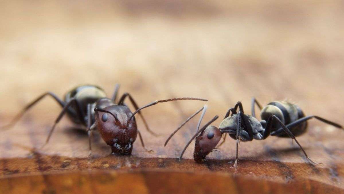 4 choses qui attirent les fourmis dans votre maison