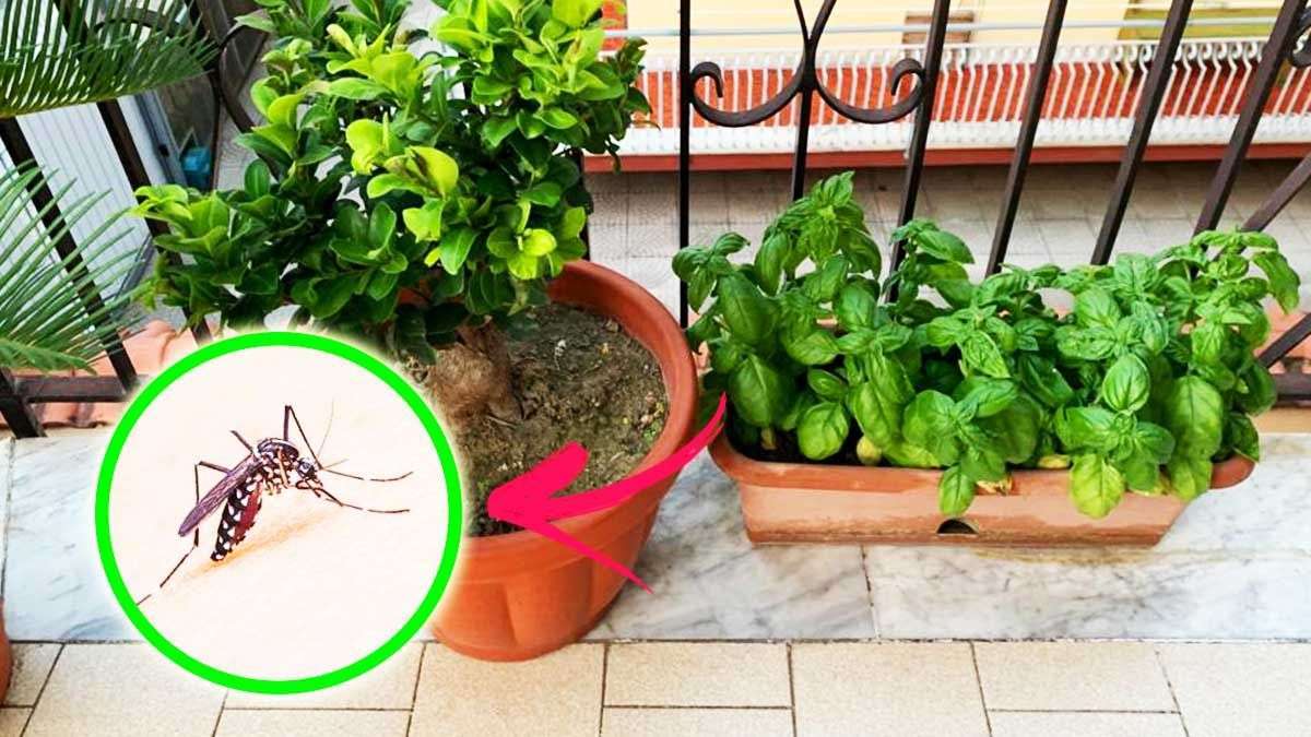 6 plantes anti-moustiques