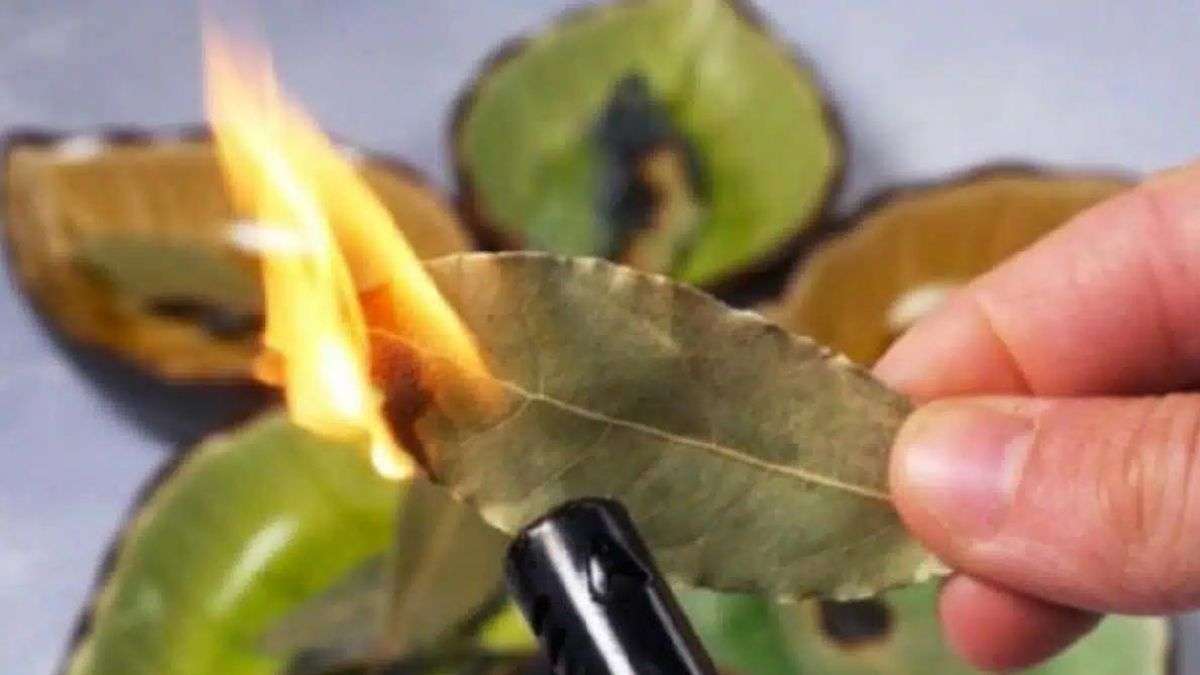 bruler des feuilles de laurier chez vous et attendez 10 minutes