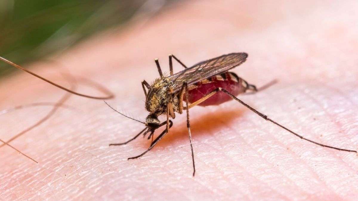 Comment dissuader les moustiques de votre maison instantanément en utilisant des méthodes naturelles que les nuisibles détestent ?