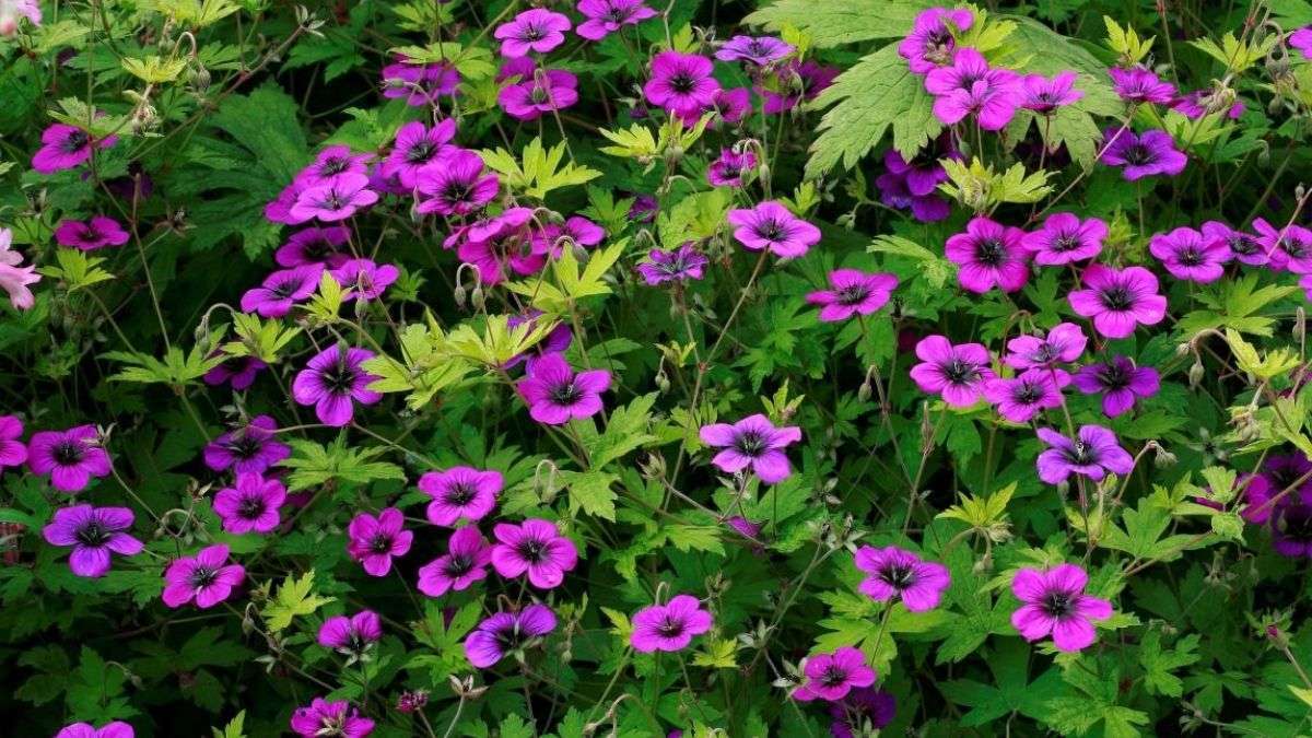 Comment maintenir la floraison des géraniums : 5 conseils d’experts pour une floraison maximale