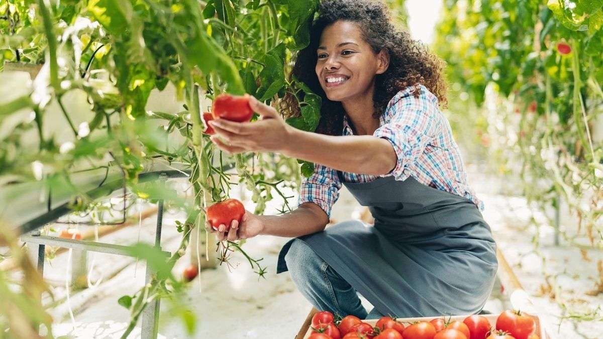Comment une pincée de bicarbonate de soude peut-elle faire prospérer vos plants de tomates ?