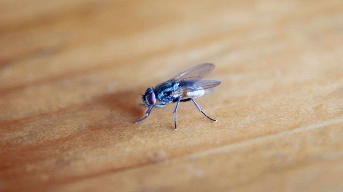 Comment utiliser un sac en plastique pour empêcher les mouches d’entrer dans votre maison ?