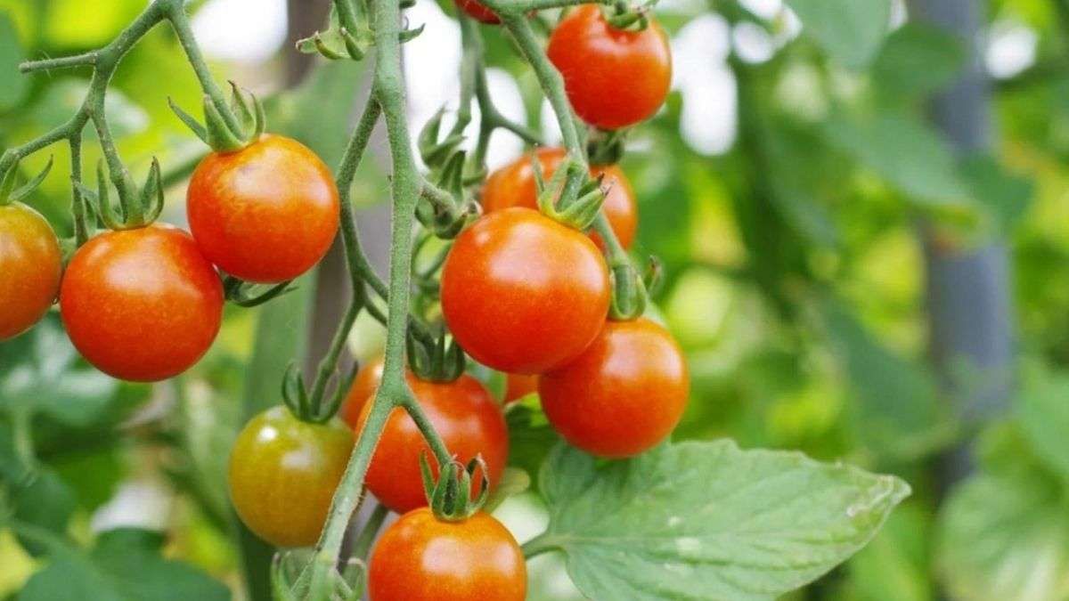 Conseils pour la formation et la taille des tomates cerises